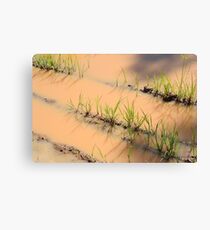 flooded roadside Canvas Print