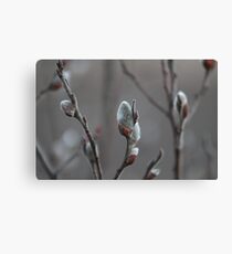A fuzzy sign of spring Canvas Print