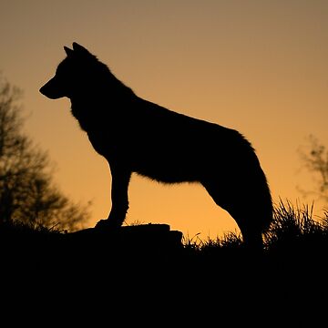 Artwork thumbnail, Sunset Wolf by davecurrie