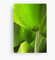 Palm fronds Canvas Print