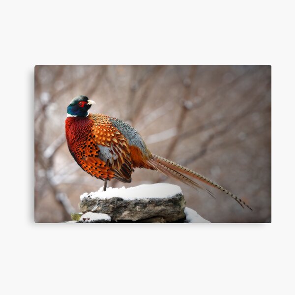 Ring-Necked Pheasant Canvas Print