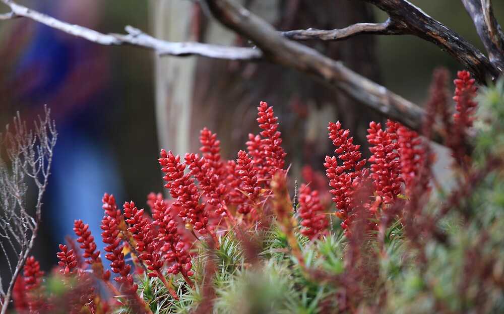"Scoparia Flower, Mt Field, Tasmania" by David Jamrozik Redbubble