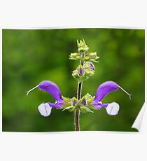 Purple Perennial Poster