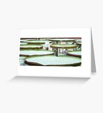Lilly pad on a lake Greeting Card