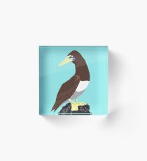 Brown Booby Acrylic Block