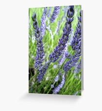Sticks of lavendar Greeting Card