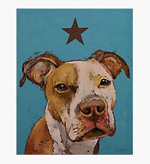 American Pit Bull Photographic Print