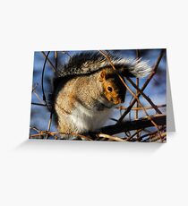 Below Zero Greeting Card