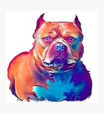 AMERICAN BULLY Photographic Print