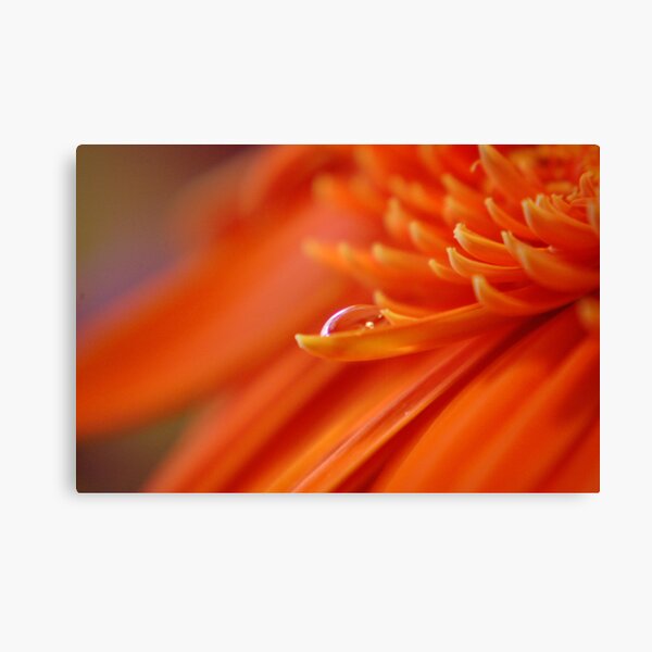 Orange Juice Canvas Print