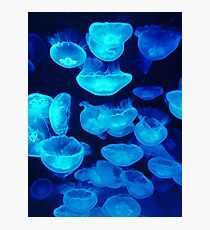 Jellyfish Gathering Photographic Print