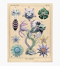 Echinoderms Plate Photographic Print