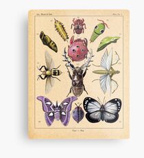 Bug Plate Metal Print