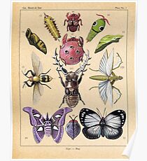 Bug Plate Poster