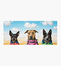 Working Dogs Photographic Print