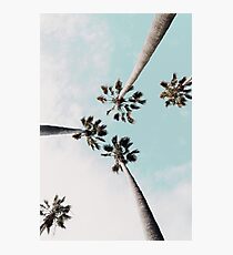 Lámina fotográfica Palmeras Palmeras imprimir