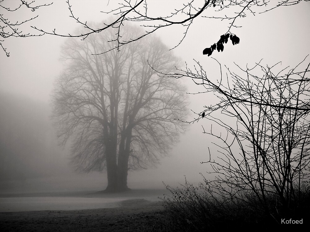 Melancholy Tree by Kofoed