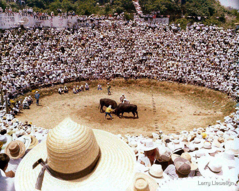 Okinawa Bull Riding