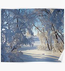 Snow caked trees Poster