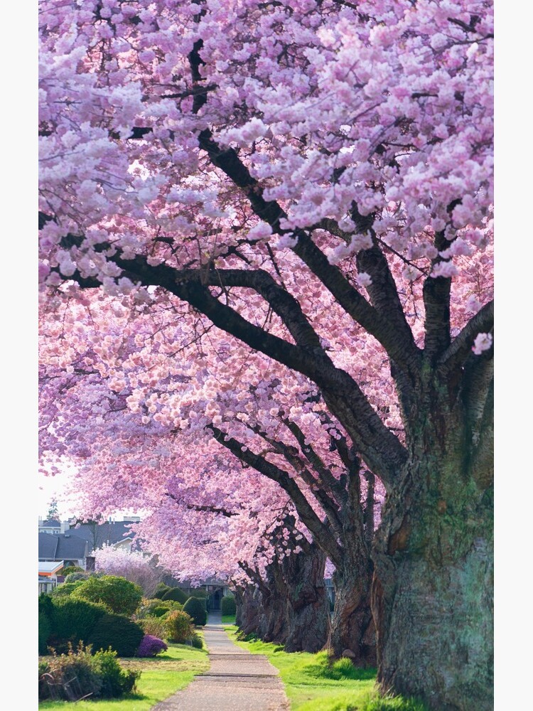 Blossoming Street by taos