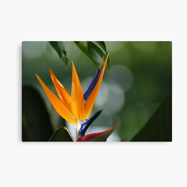 parrot flower Canvas Print