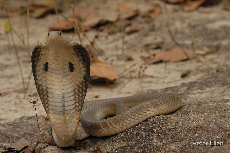 "Indo - Chinese Spitting Cobra (Naja Siamensis)" By Peter Ellen | Redbubble