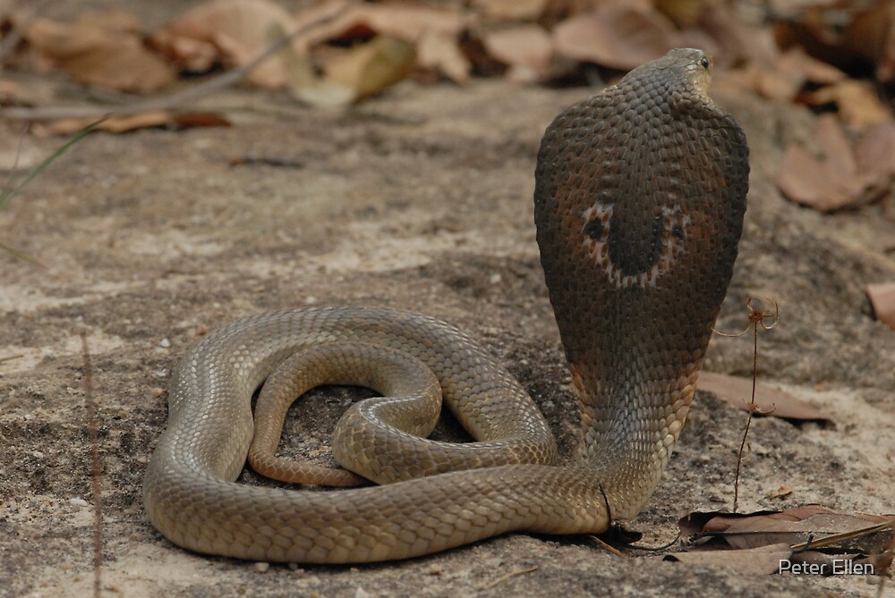 "Indo - Chinese Spitting Cobra (Naja Siamensis)" By Peter Ellen | Redbubble