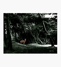 Fawn in a Green Wood Photographic Print
