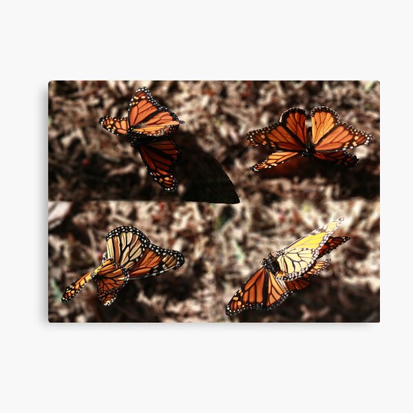 Dance of the Monarchs Canvas Print