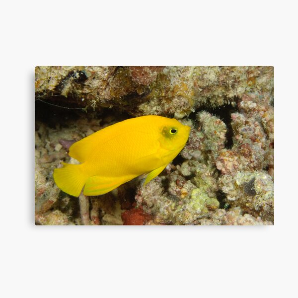 Herald's Angelfish Canvas Print