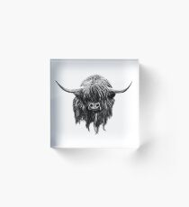 Scottish Highland Cow Acrylic Block