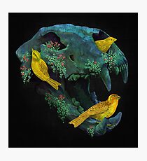 Three little birds Photographic Print