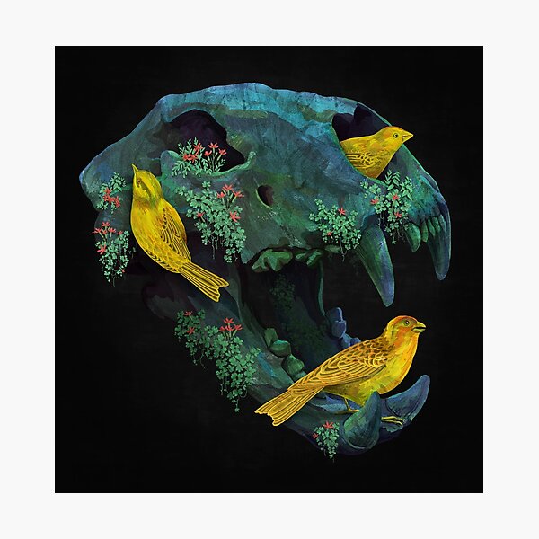 Three little birds Photographic Print