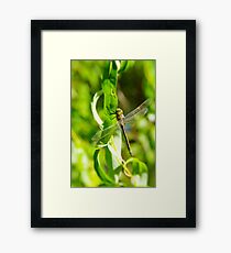 Dragonfly Framed Print