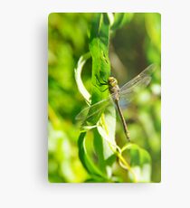 Dragonfly Metal Print