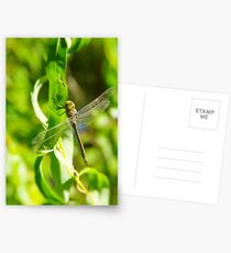 Dragonfly Postcards