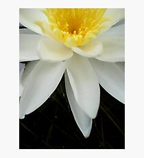 Nymphaea odorata Photographic Print