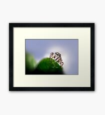 Jumping Spider Macro Framed Print