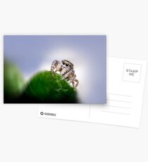 Jumping Spider Macro Postcards