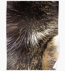 Fur Poster