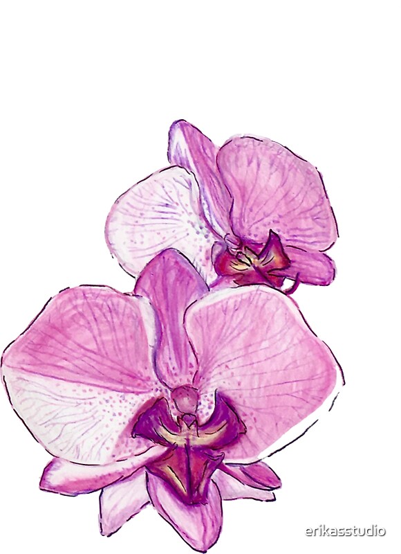 Beautiful orchids, Orchids, Beautiful