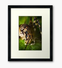 Closeup Cave Cricket Framed Print