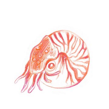 Nautilus Shell Sticker For Sale By Snailplants Redbubble