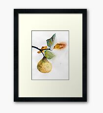 Watercolor illustration of pear Framed Print