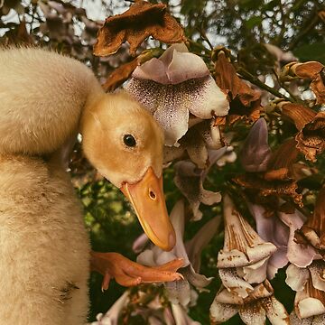 Smooth Flower Duck : r/CuteDucks