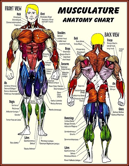 "MUSCULATURE : Body Building Anatomy Chart Print" Poster by posterbobs