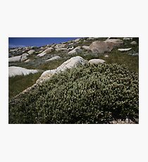 Windswept Photographic Print