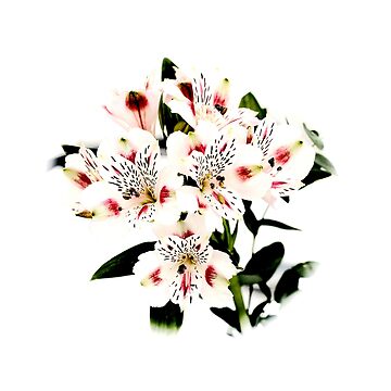 Artwork thumbnail, Pale Flowers by StudioDestruct