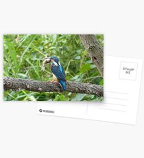 Too Big to Swallow! Postcards