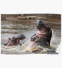 Wildlife Behaviour - Hippo Flip Poster